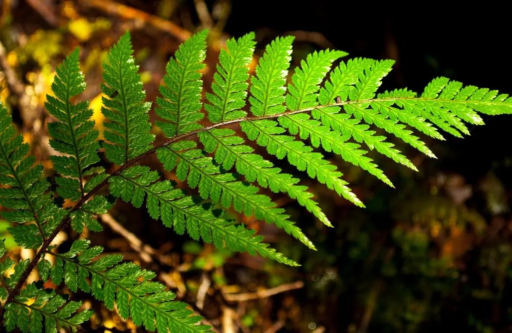Why Natural Beauty Still Captivates the Human Eye